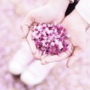 스테이인 호텔 봄 이미지