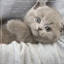 광주에서 만난 우아한 노르웨이숲 고양이 분양 후기