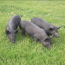 제주흑돼지 이미지