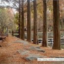 천국염소 이미지