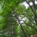 [서울] 석가탄신일 기념 절 나들이 ② ~ 늘씬한 숲길을 간직한 고색의 절집, 정릉 경국사 이미지