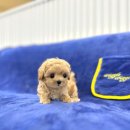 부산강아지분양 마이뭉 24시 이미지