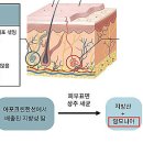 안티에이징의원 네이버블로그