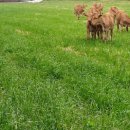 신신목장 이미지