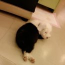 개꾸밈 이미지