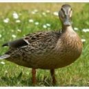 복오리 숯불구이 이미지