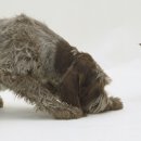 강아지와 고양이 이미지