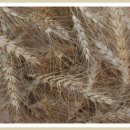 대도빌라 이미지