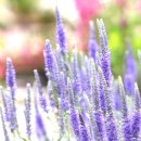 코스모스가든 이미지