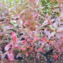 영풍농장 이미지