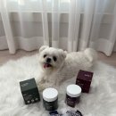 씨큐어 | 강아지 기관지 영양제, 에버모어 씨큐어브레스 6개월 급여 후기