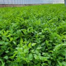 빛나농장 이미지