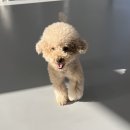 도토리 강아지 유치원 | 일산 24시 동물병원 탑케어에서 강아지 건강검진 펫모발검사 결과 받아봤어요.