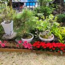 리틀 포레스트 펜션 이미지