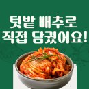 엄마김치 | [주말일상] 감 따러 갔다가 갑자기 ‘김장’?! 엄마와 배추김치 담근 후기