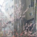 도화 이미지
