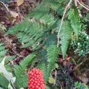 한라산둘레길 사려니숲길 이미지