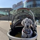 킹프림 애견샵 이미지