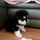 마니꼴똥돼지 이미지