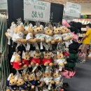 코알라 | 시드니 페더데일 동물원 코알라 만지기 체험 내돈내산 후기