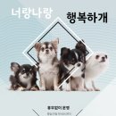 미용하는 훈련사 이미지