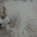 하리네 하우스 이미지