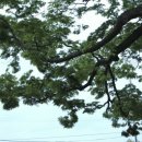 교가1리 이미지