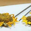 해바라기가 있는 풍 이미지