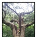 비자숲민박 이미지