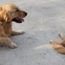 리틀파우스 이미지