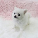 내 품안의 반려견(강서점) | 강서구강아지분양 내품안의반려견 후기