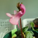 율리아요가 네이버블로그