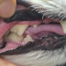 포곡동물병원 이미지