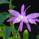 연홍농장 이미지