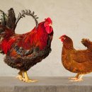 주령축산 이미지