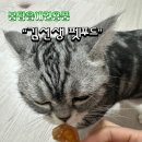 김선생펫푸드 이미지