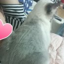 샴수리 네이버블로그