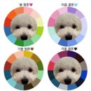 갈매독 애견유치원 이미지