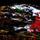 선운사꽃무릇 이미지