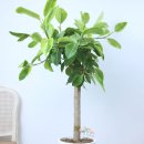 경원약국 이미지