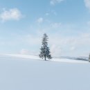 크리스마스 트리 이미지