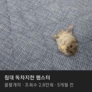 D16 이미지