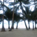 10월13일 날씨(코코넛 나무 컨셉~!^^) 이미지