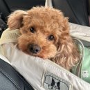 강릉댕댕이애견펜션블루 | 강아지랑 강릉 여행 개별 운동장이 있는 강릉 댕댕이 애견 펜션 블루 솔직 후기 (푸들203)