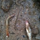 4대강 사업으로 남한강 물고기 떼죽음 이미지