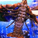 대게나라 이미지