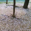 영등근린공원 이미지