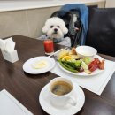 씨유 대전낭월빌리지점 | 애견동반 여수여행 10 : 유탑마리나호텔 멍캉스패키지 오션 펫 트윈룸 후기