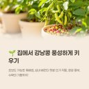 강낭콩 키우기 쉬운 재배 방법과 팁 알아보기
