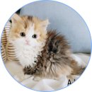 아담스펫 강아지분양 고양이분양 일산점 이미지